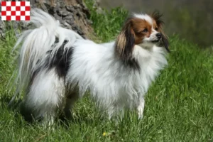 Mehr über den Artikel erfahren Kontinentaler Zwergspaniel Züchter und Welpen in Nordbrabant