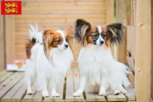 Mehr über den Artikel erfahren Kontinentaler Zwergspaniel Züchter und Welpen in der Normandie