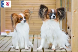 Mehr über den Artikel erfahren Kontinentaler Zwergspaniel Züchter und Welpen in Nouvelle-Aquitaine