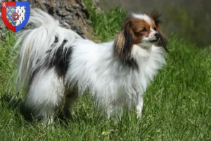 Mehr über den Artikel erfahren Kontinentaler Zwergspaniel Züchter und Welpen in Pays de la Loire