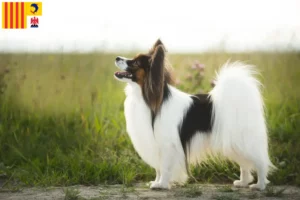 Mehr über den Artikel erfahren Kontinentaler Zwergspaniel Züchter und Welpen in der Provence-Alpes-Côte d’Azur