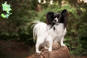 Mehr über den Artikel erfahren Kontinentaler Zwergspaniel Züchter und Welpen in Sjælland