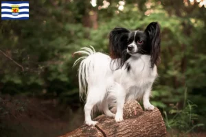 Mehr über den Artikel erfahren Kontinentaler Zwergspaniel Züchter und Welpen in Zeeland