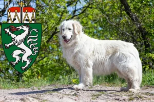 Mehr über den Artikel erfahren Kuvasz Züchter und Welpen in der Steiermark