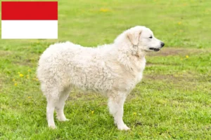 Mehr über den Artikel erfahren Kuvasz Züchter und Welpen in Wien