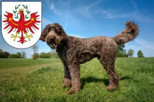 Mehr über den Artikel erfahren Labradoodle Züchter und Welpen in Tirol