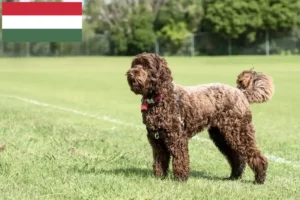 Mehr über den Artikel erfahren Labradoodle Züchter und Welpen in Ungarn