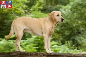 Mehr über den Artikel erfahren Labrador Züchter und Welpen in Pardubice