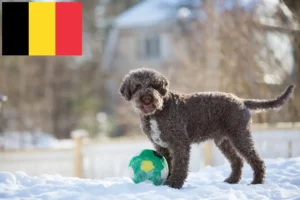 Mehr über den Artikel erfahren Lagotto Romagnolo Züchter und Welpen in Belgien