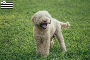 Mehr über den Artikel erfahren Lagotto Romagnolo Züchter und Welpen in der Bretagne