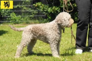 Mehr über den Artikel erfahren Lagotto Romagnolo Züchter und Welpen in Flandern