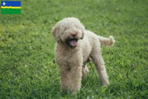 Mehr über den Artikel erfahren Lagotto Romagnolo Züchter und Welpen in Flevoland