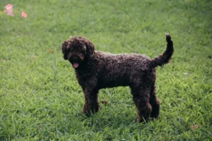 Mehr über den Artikel erfahren Lagotto Romagnolo Züchter und Welpen in Hovedstaden