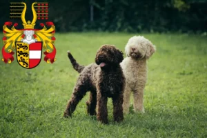 Mehr über den Artikel erfahren Lagotto Romagnolo Züchter und Welpen in Kärnten