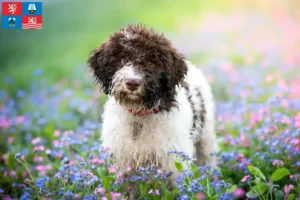 Mehr über den Artikel erfahren Lagotto Romagnolo Züchter und Welpen in Karlsbad