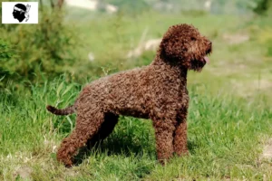 Mehr über den Artikel erfahren Lagotto Romagnolo Züchter und Welpen auf Korsika