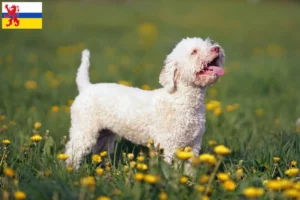 Mehr über den Artikel erfahren Lagotto Romagnolo Züchter und Welpen in Limburg