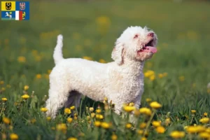 Mehr über den Artikel erfahren Lagotto Romagnolo Züchter und Welpen in Mähren-Schlesien