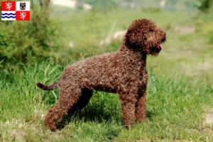 Mehr über den Artikel erfahren Lagotto Romagnolo Züchter und Welpen in Mittelböhmen