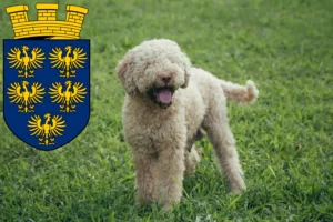 Mehr über den Artikel erfahren Lagotto Romagnolo Züchter und Welpen in Niederösterreich