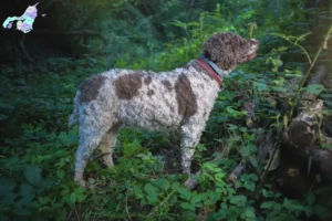 Mehr über den Artikel erfahren Lagotto Romagnolo Züchter und Welpen in Nordjylland