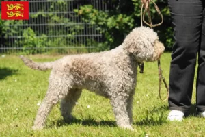 Mehr über den Artikel erfahren Lagotto Romagnolo Züchter und Welpen in der Normandie