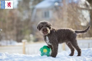 Mehr über den Artikel erfahren Lagotto Romagnolo Züchter und Welpen in Nouvelle-Aquitaine