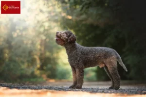 Mehr über den Artikel erfahren Lagotto Romagnolo Züchter und Welpen in Okzitanien