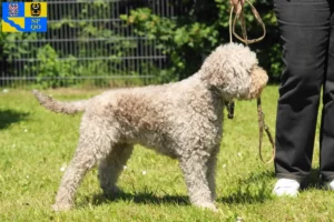 Mehr über den Artikel erfahren Lagotto Romagnolo Züchter und Welpen in Olmütz