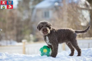 Mehr über den Artikel erfahren Lagotto Romagnolo Züchter und Welpen in Pardubice