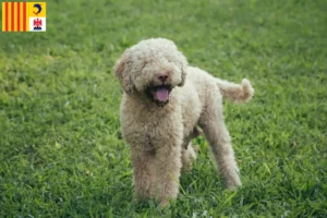 Mehr über den Artikel erfahren Lagotto Romagnolo Züchter und Welpen in der Provence-Alpes-Côte d’Azur