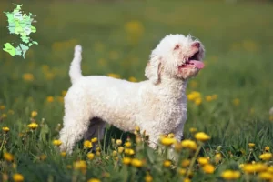 Mehr über den Artikel erfahren Lagotto Romagnolo Züchter und Welpen in Sjælland