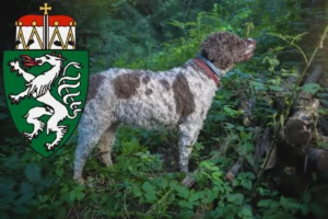 Mehr über den Artikel erfahren Lagotto Romagnolo Züchter und Welpen in der Steiermark