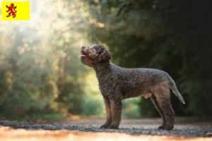 Mehr über den Artikel erfahren Lagotto Romagnolo Züchter und Welpen in Südholland