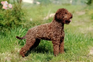 Mehr über den Artikel erfahren Lagotto Romagnolo Züchter und Welpen in Syddanmark