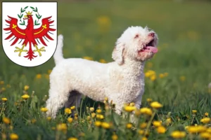 Mehr über den Artikel erfahren Lagotto Romagnolo Züchter und Welpen in Tirol