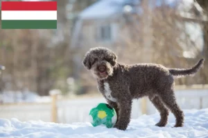 Mehr über den Artikel erfahren Lagotto Romagnolo Züchter und Welpen in Ungarn