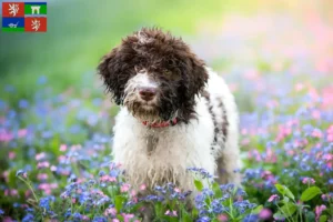 Mehr über den Artikel erfahren Lagotto Romagnolo Züchter und Welpen in Ústí