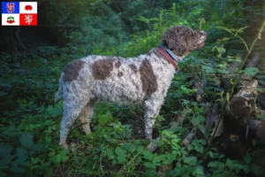 Mehr über den Artikel erfahren Lagotto Romagnolo Züchter und Welpen in Vysočina