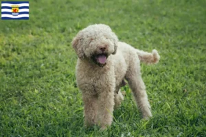 Mehr über den Artikel erfahren Lagotto Romagnolo Züchter und Welpen in Zeeland