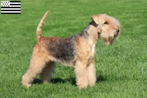 Mehr über den Artikel erfahren Lakeland Terrier Züchter und Welpen in der Bretagne