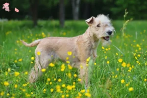 Mehr über den Artikel erfahren Lakeland Terrier Züchter und Welpen in Hovedstaden