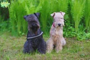 Mehr über den Artikel erfahren Lakeland Terrier Züchter und Welpen in Midtjylland