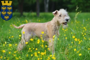Mehr über den Artikel erfahren Lakeland Terrier Züchter und Welpen in Niederösterreich