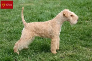 Mehr über den Artikel erfahren Lakeland Terrier Züchter und Welpen in Okzitanien