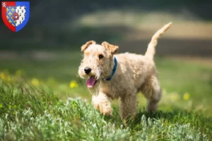 Mehr über den Artikel erfahren Lakeland Terrier Züchter und Welpen in Pays de la Loire