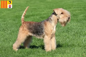 Mehr über den Artikel erfahren Lakeland Terrier Züchter und Welpen in der Provence-Alpes-Côte d’Azur