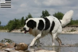 Mehr über den Artikel erfahren Landseer Züchter und Welpen in der Bretagne