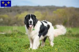 Mehr über den Artikel erfahren Landseer Züchter und Welpen in Île-de-France