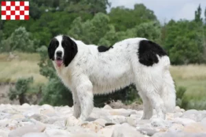 Mehr über den Artikel erfahren Landseer Züchter und Welpen in Nordbrabant